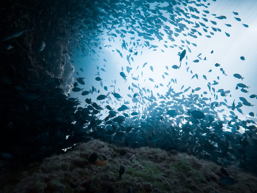 Poor Knights Islands, underwater world, Dancing the Earth