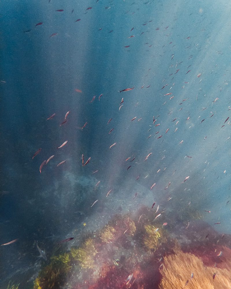 Colorful underwater world in the Poor Knights Islands, Dancing the Earth