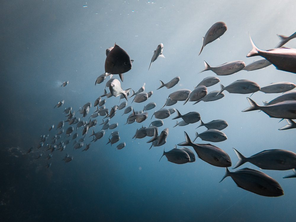 Fish school in the Poor Knights Islands, Dancing the Earth