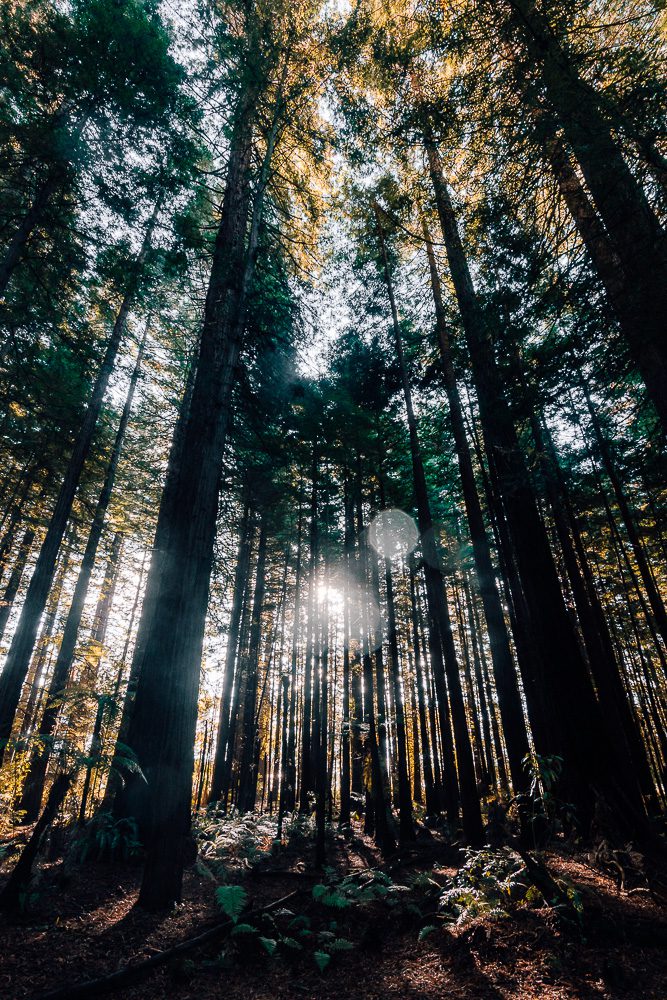 Redwoods, Dancing the Earth