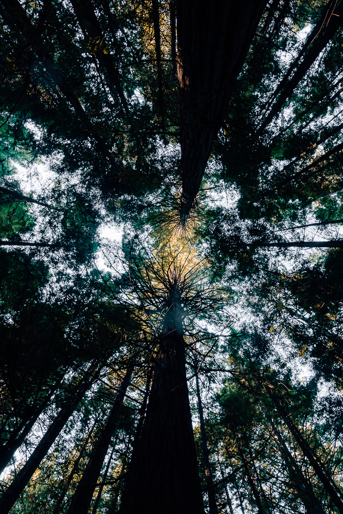 Redwoods from the bottom, Dancing the Earth