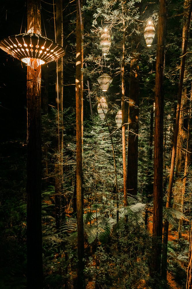 Redwoods at night, Dancing the Earth