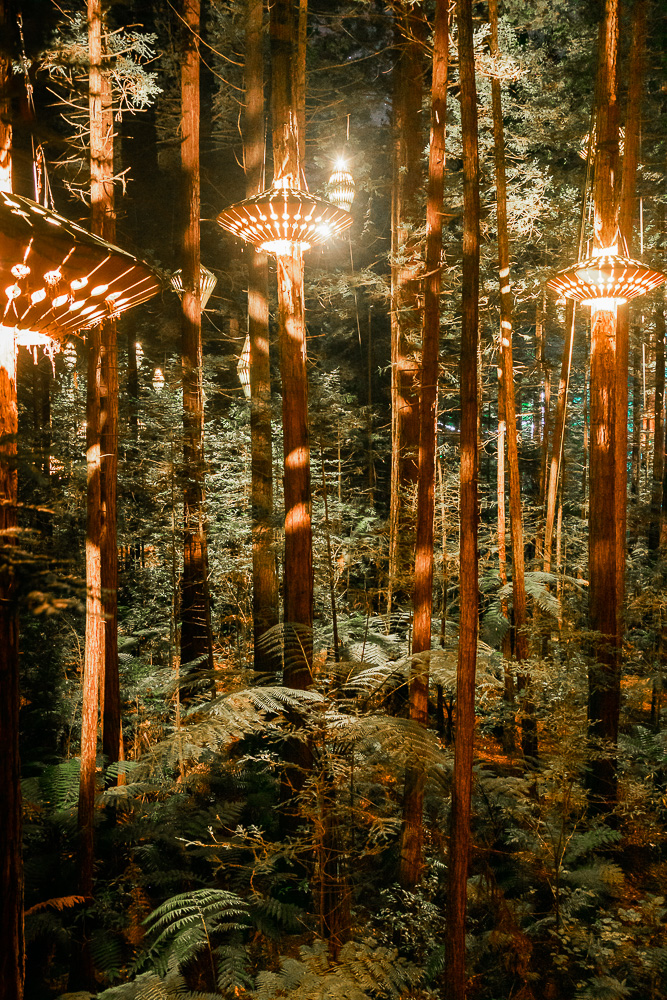 Redwoods, Rotorua, with night light installation, North Island Photography Spots, Dancing the Earth
