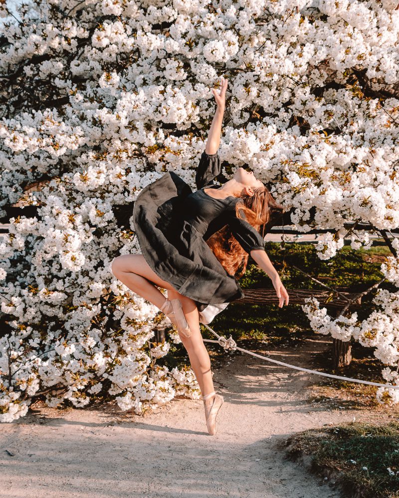White cherry blossoms, Jardin des Plantes, Dancing the Earth