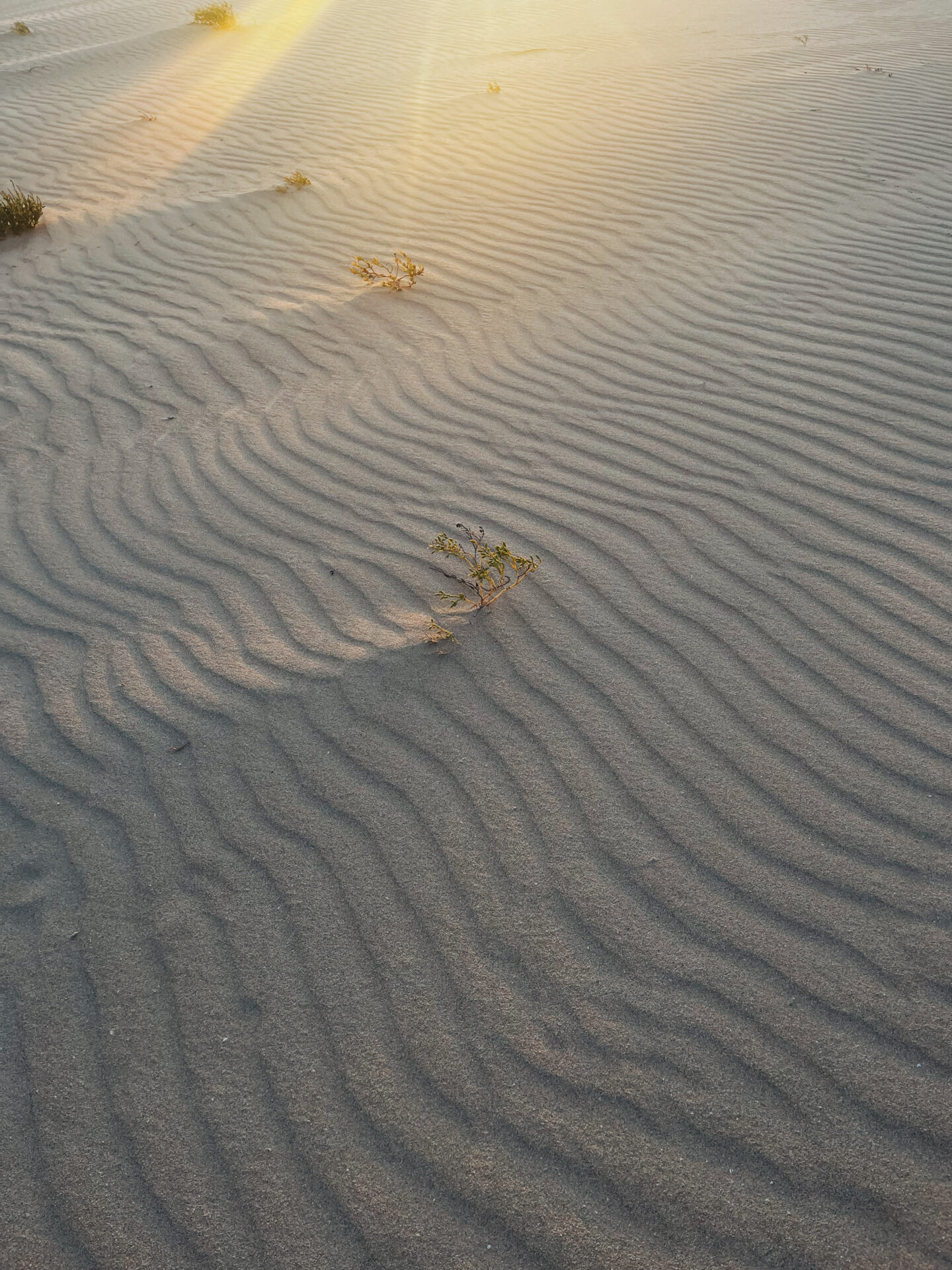Dunas de Corralejo sand textures, by Dancing the Earth