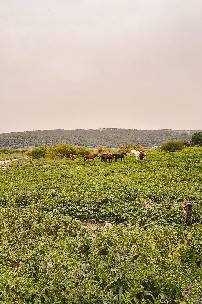 Andalusia road-trip itinerary, Bornos freecamp horses, by Dancing the Earth