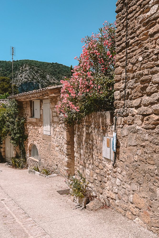 Provence Oppède-le-vieux, oleander blooms, by Dancing the Earth