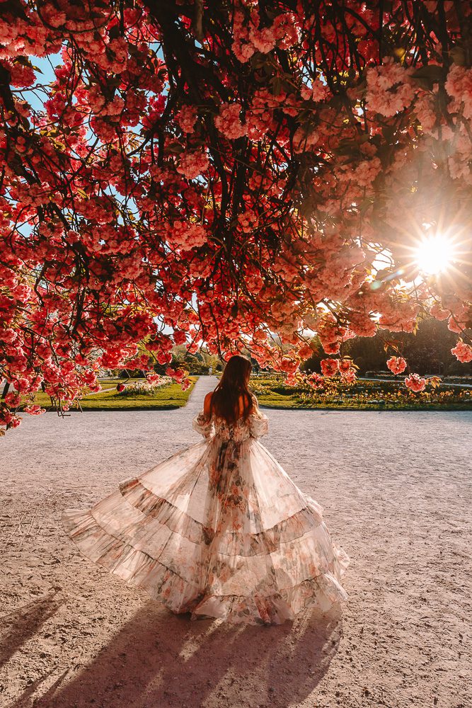 Jardin des Plantes cherry blooms, by Dancing the Earth