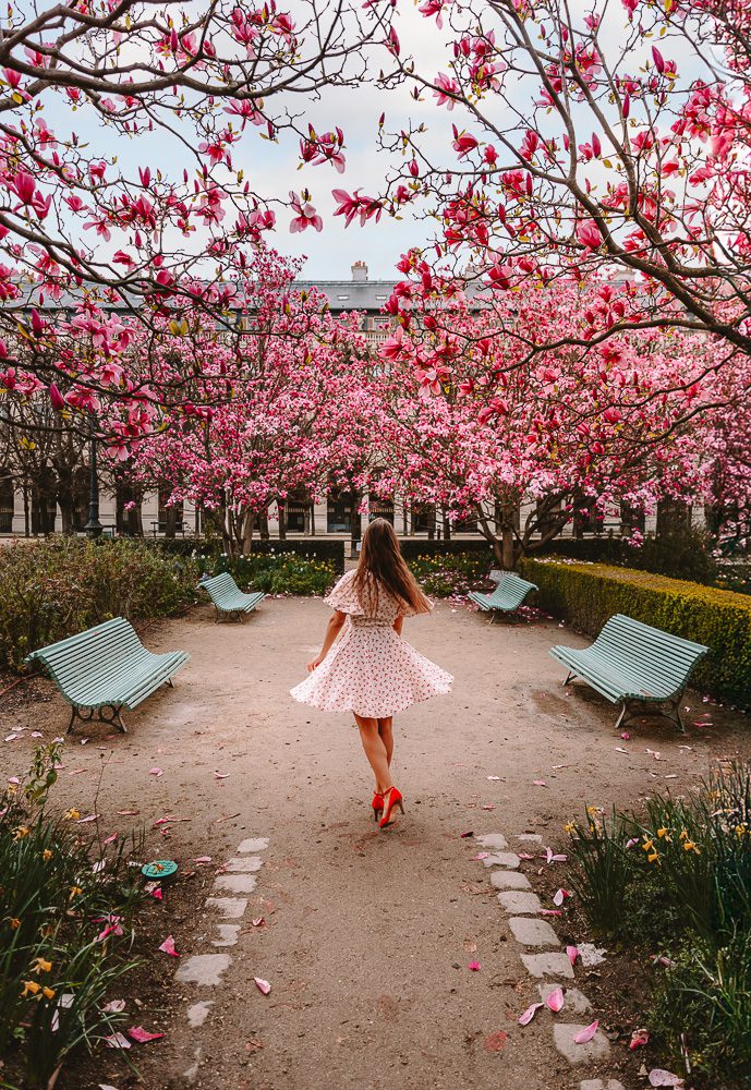 Paris Spring Palais Royal magnolias, by Dancing the Earth