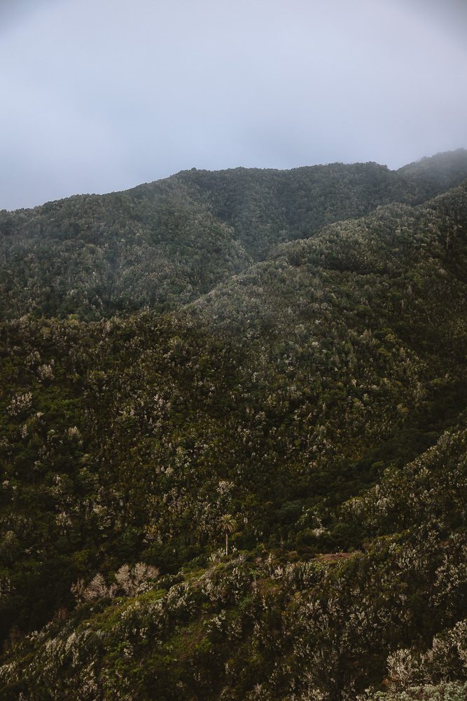 Vallehermoso forest, by Dancing the Earth