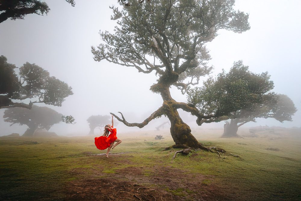 Madeira things to do, Fanal Forest witch tree, by Dancing the Earth